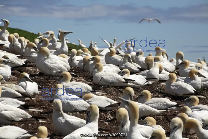: Gannet Colony : Gannet Colony