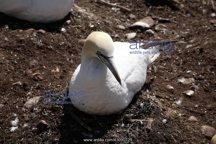 : Gannet Colony : Gannet Colony