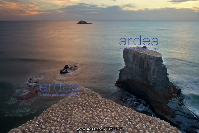 : Gannet Colony - breeding colony of the Australasian : Gannet Colony - breeding colony of the Australasian