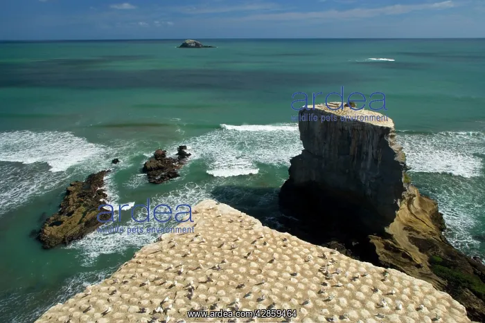 : Gannet Colony - breeding colony of the Australasian : Gannet Colony - breeding colony of the Australasian