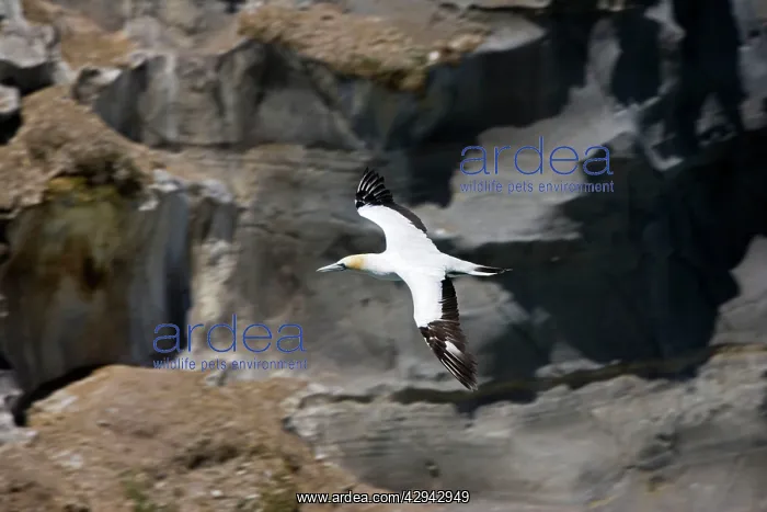 : Gannet - in flight : Gannet - in flight