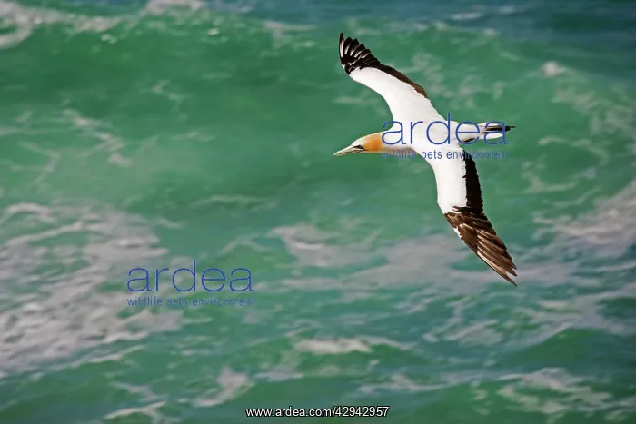 : Gannet - in flight : Gannet - in flight