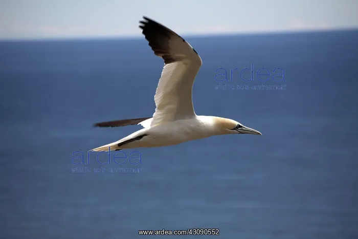 : Gannet in Flight : Gannet in Flight