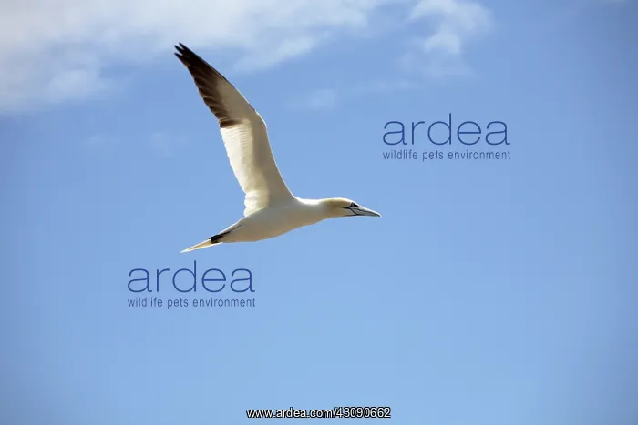 : Gannet In Flight : Gannet In Flight