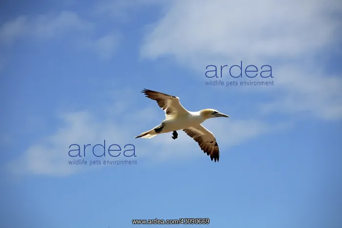: Gannet In Flight : Gannet In Flight