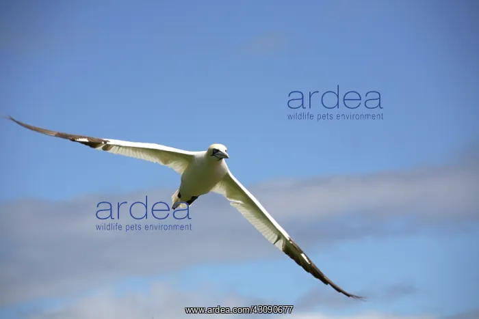 : Gannet In Flight : Gannet In Flight