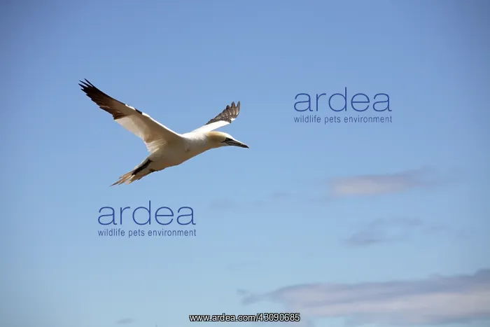: Gannet In Flight : Gannet In Flight