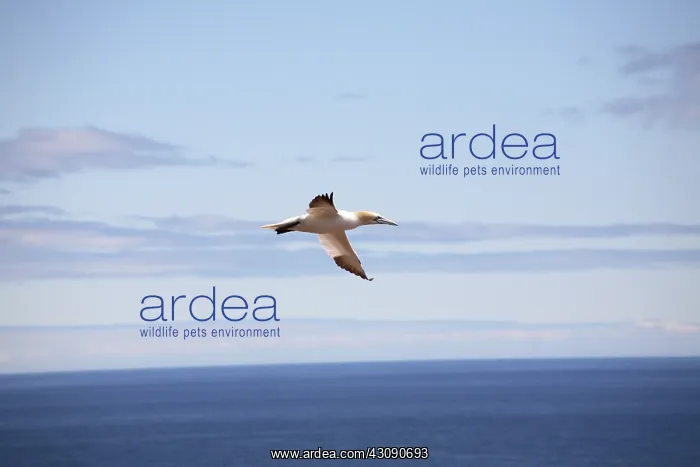  : Gannet In Flight