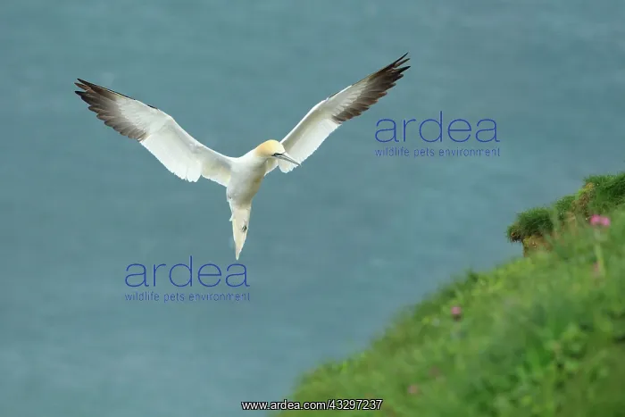 : Gannet - in flight coming into land on cliffs - May : Gannet - in flight coming into land on cliffs - May