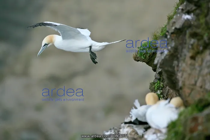 : Gannet - in flight departing from breeding colony : Gannet - in flight departing from breeding colony