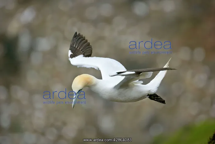 : Gannet - in flight departing from breeding colony : Gannet - in flight departing from breeding colony