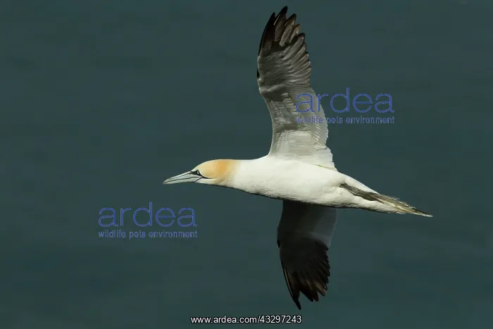: Gannet - in flight - May : Gannet - in flight - May
