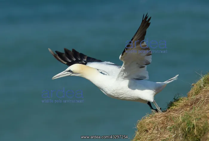: Gannet - in flight - May : Gannet - in flight - May