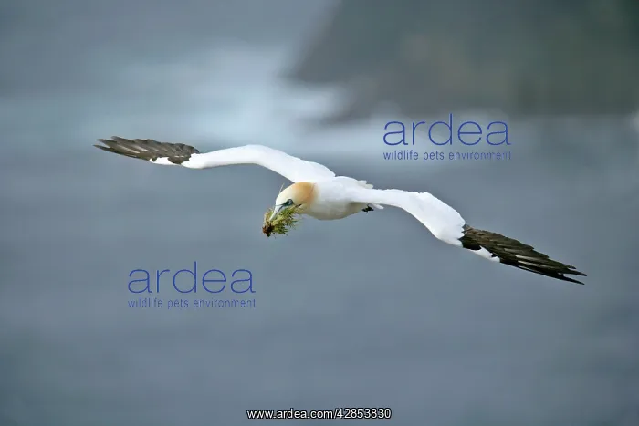 : Gannet - in flight with nesting material in beak : Gannet - in flight with nesting material in beak