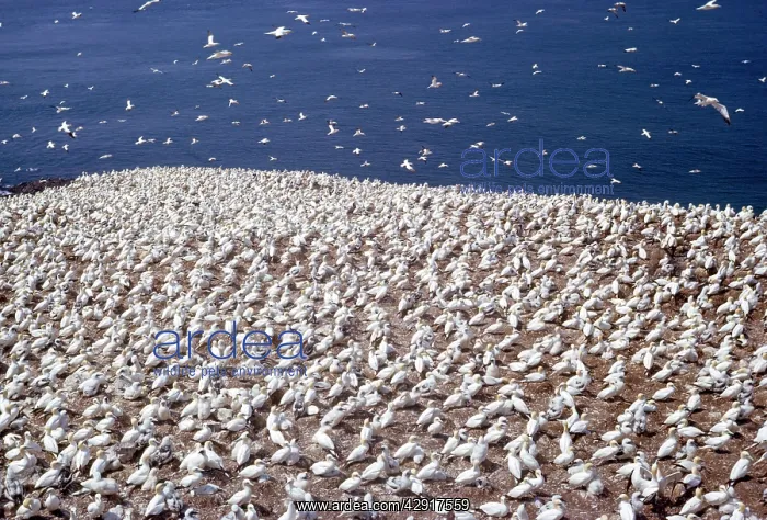 : GANNET - Grassholm Gannetry : GANNET - Grassholm Gannetry