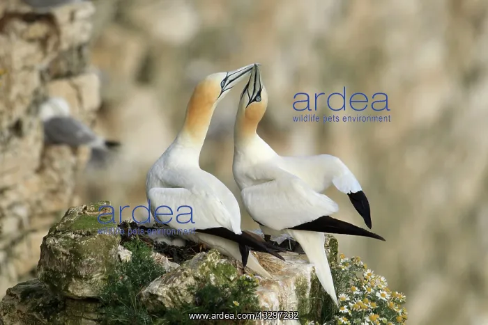 : Gannet - greeting each other - May : Gannet - greeting each other - May