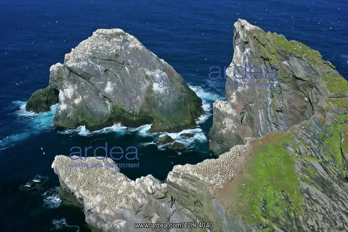 : Gannet - jagged cliffs and rocks of Hermaness Nature : Gannet - jagged cliffs and rocks of Hermaness Nature