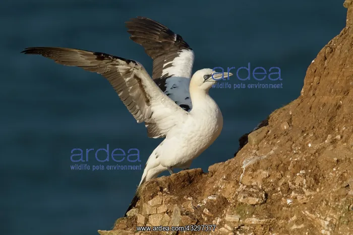  : Gannet - juvenile spreading wings after preening - June