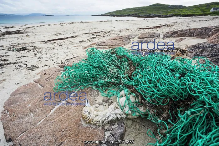 : Gannet (Morus bassanus), dead after being tangled : Gannet (Morus bassanus), dead after being tangled