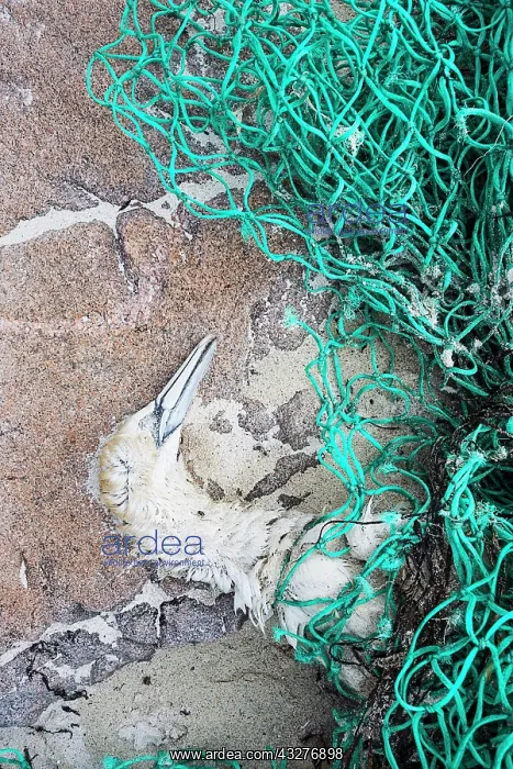 : Gannet (Morus bassanus), dead after being tangled : Gannet (Morus bassanus), dead after being tangled