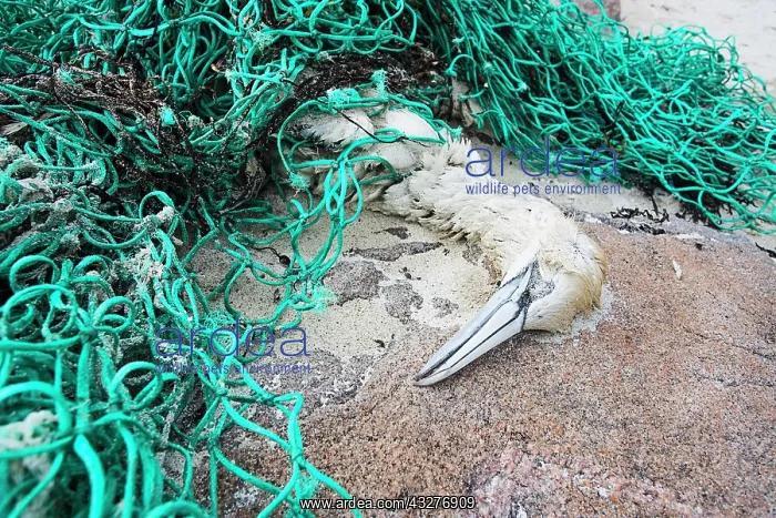 : Gannet (Morus bassanus), dead after being tangled : Gannet (Morus bassanus), dead after being tangled