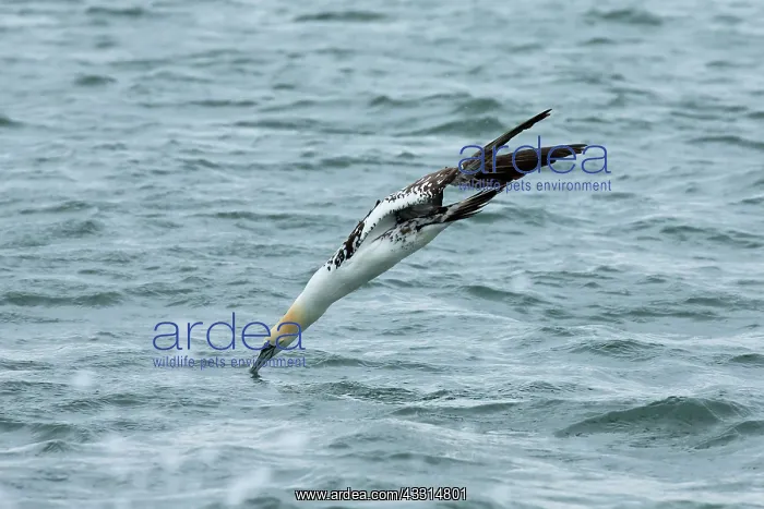 : Gannet (Morus bassanus) diving into the North Sea : Gannet (Morus bassanus) diving into the North Sea