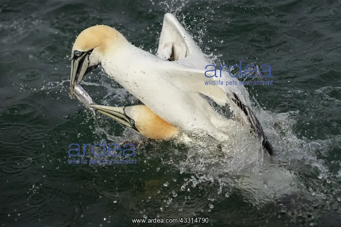 : Gannet (Morus bassanus) fighting over a fish : Gannet (Morus bassanus) fighting over a fish