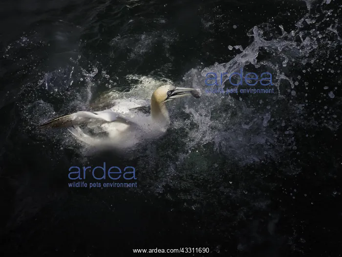 : A Gannet (Morus bassanus) fishes off the coast of : A Gannet (Morus bassanus) fishes off the coast of