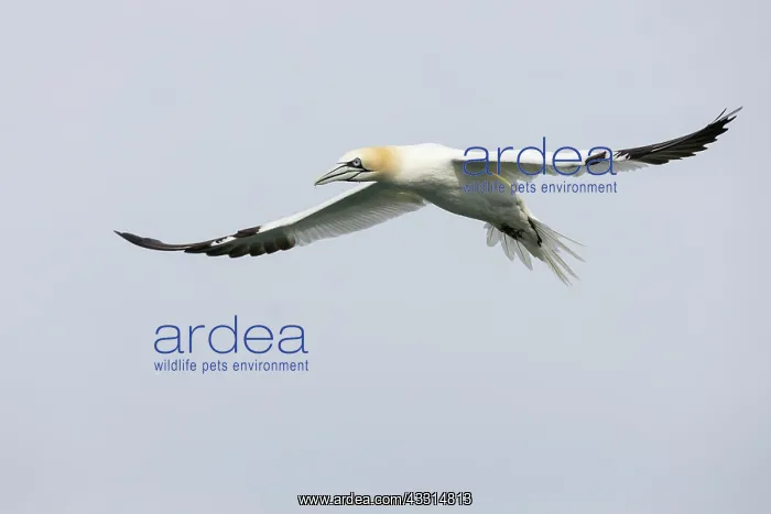  : Gannet (Morus bassanus) in flight over the North Sea