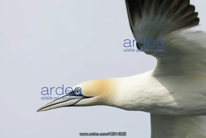 : Gannet (Morus bassanus) in flight over the North Sea : Gannet (Morus bassanus) in flight over the North Sea