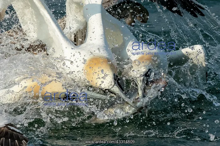 : Gannet (Morus bassanus) squabbling over a fish : Gannet (Morus bassanus) squabbling over a fish