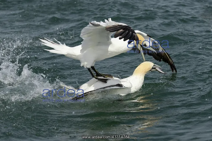 : Gannet (Morus bassanus) surfing on anothers back : Gannet (Morus bassanus) surfing on anothers back