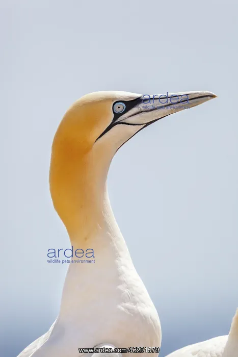  : Gannet - Portrait - UK