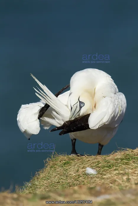 : Gannet - preening feathers - June : Gannet - preening feathers - June