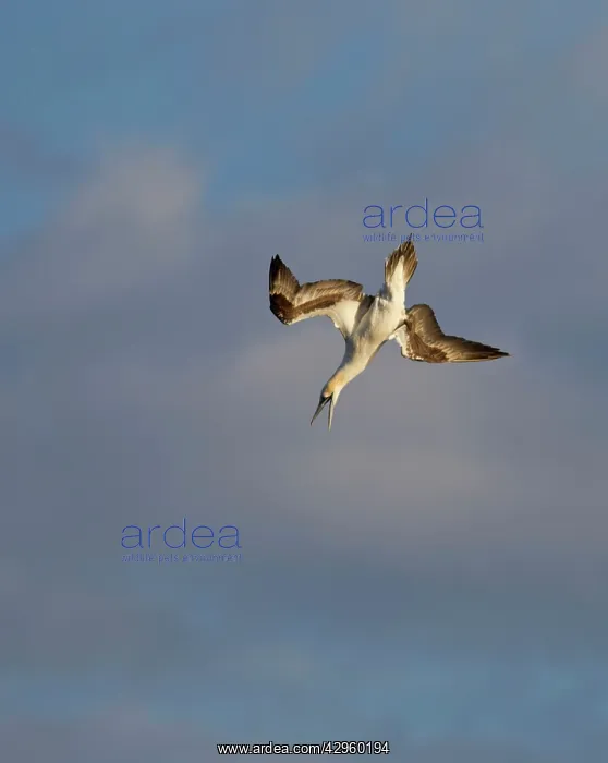: Gannet - screaching with open bill as it dives : Gannet - screaching with open bill as it dives