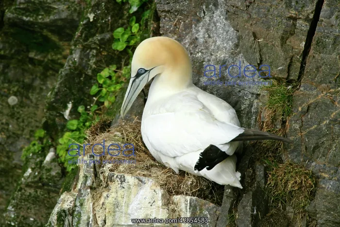 : Gannet - sitting on nest built on narrow rock ledge : Gannet - sitting on nest built on narrow rock ledge