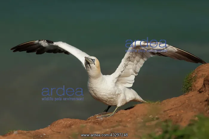 : Gannet - spreading wings after preening - August : Gannet - spreading wings after preening - August