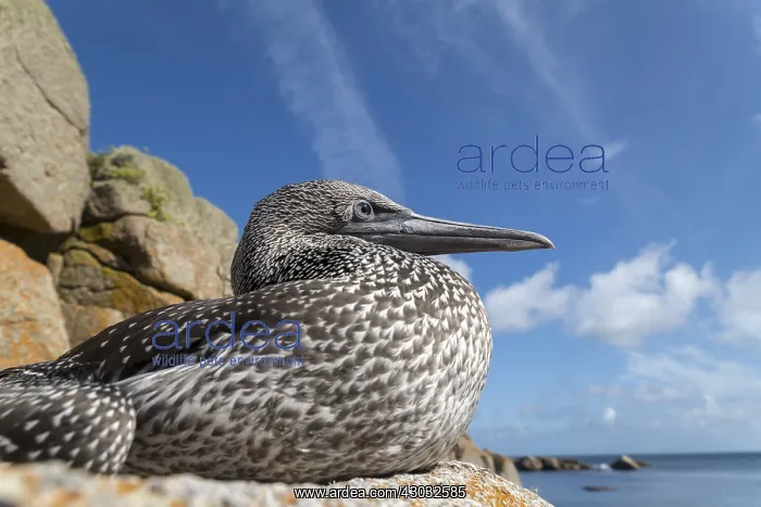  : Gannet - Young - Isles of Scilly - UK