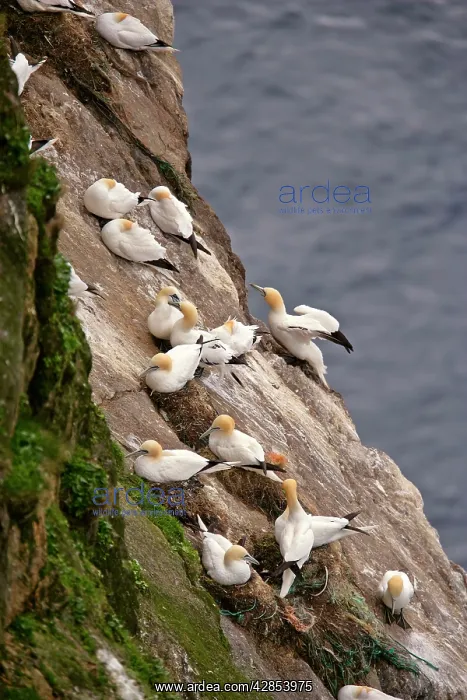 : Gannetry - jagged rocks and cliffs with breeding Gannets : Gannetry - jagged rocks and cliffs with breeding Gannets