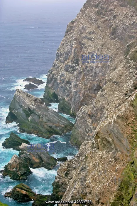 : Gannetry - jagged rocks and cliffs with thousands : Gannetry - jagged rocks and cliffs with thousands