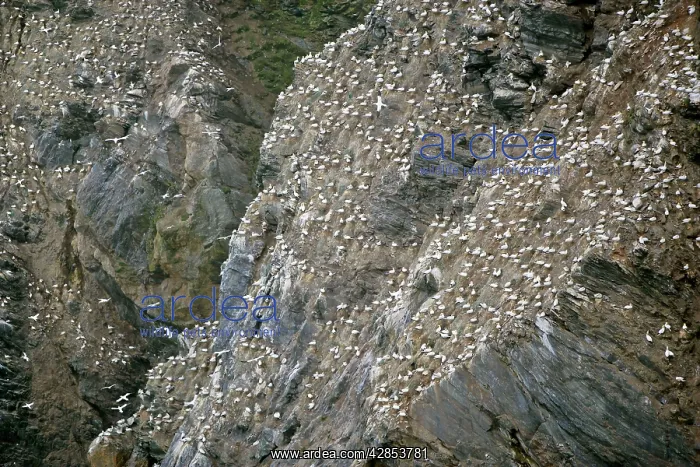 : Gannetry - jagged rocks and cliffs with thousands : Gannetry - jagged rocks and cliffs with thousands