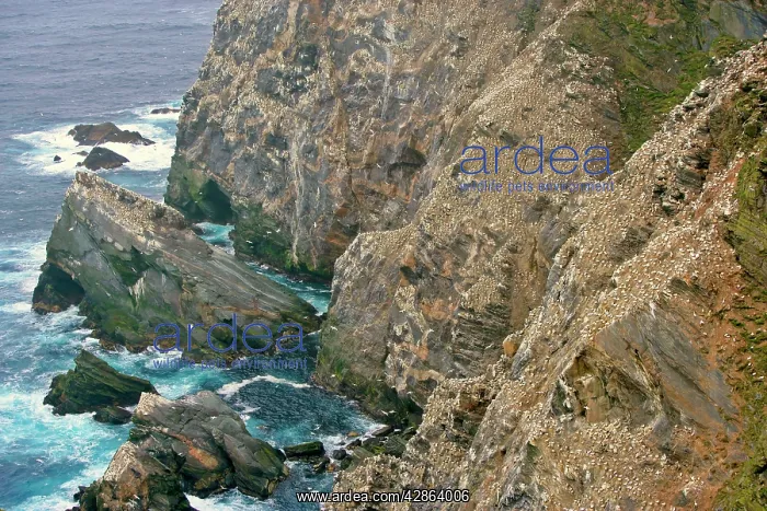 : Gannetry - jagged rocks and cliffs with thousands : Gannetry - jagged rocks and cliffs with thousands
