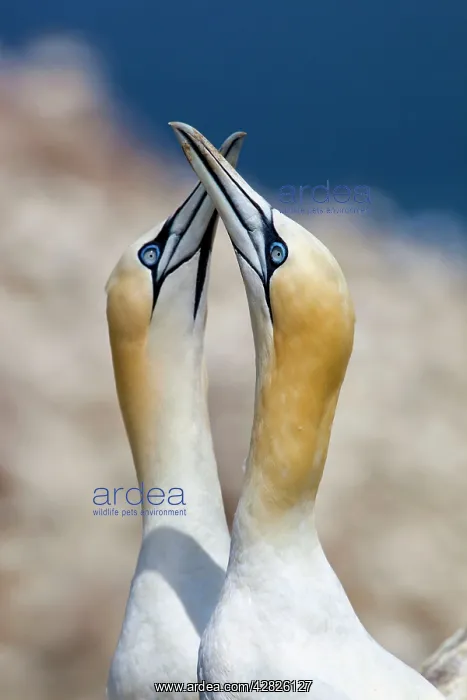  : Gannets (Morus bassanus). Ireland