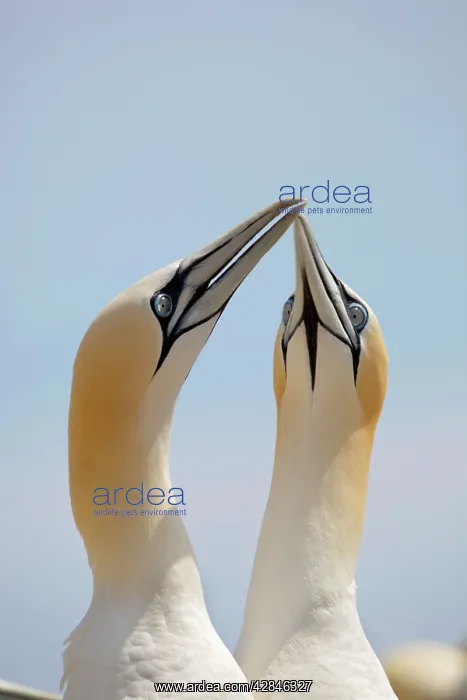  : Gannets (Morus bassanus). Ireland
