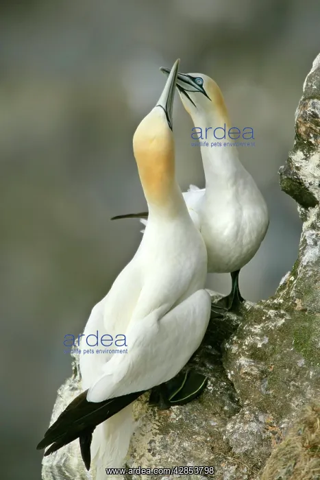 : Gannets billing - male and female greeting each : Gannets billing - male and female greeting each