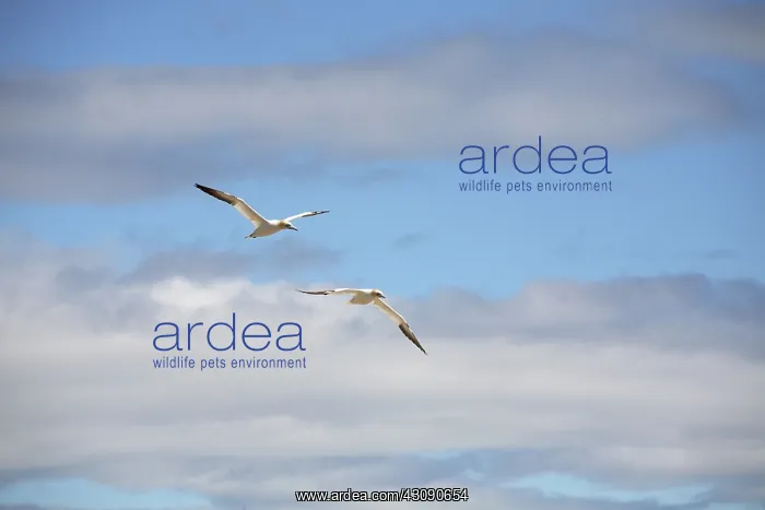 : Gannets In Flight : Gannets In Flight