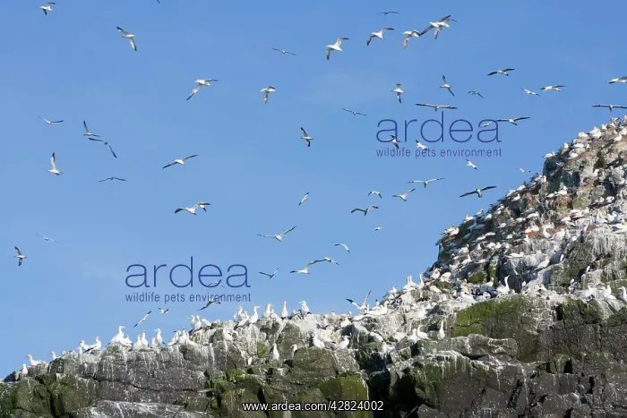 : Gannets - in flight and on rocks : Gannets - in flight and on rocks