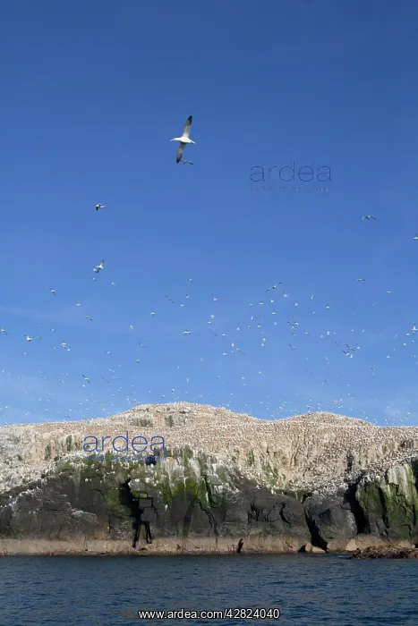 : Gannets - in flight and on rocks : Gannets - in flight and on rocks