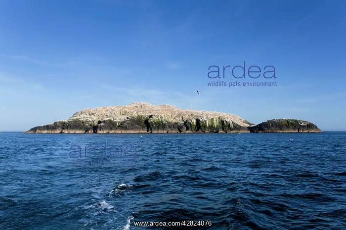 : Gannets - in flight and on rocks : Gannets - in flight and on rocks