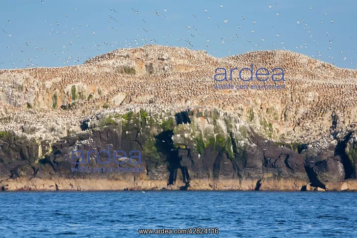 : Gannets - in flight and on rocks : Gannets - in flight and on rocks